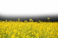 春的脚步，油菜花开